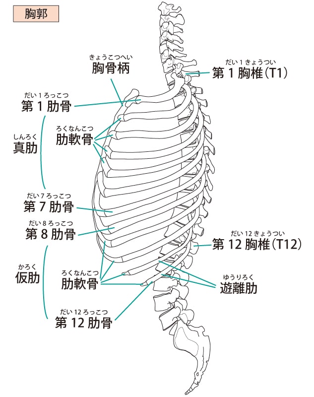 胸郭の画像
