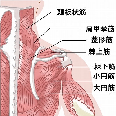 筋肉図