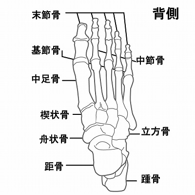 足裏の骨の図
