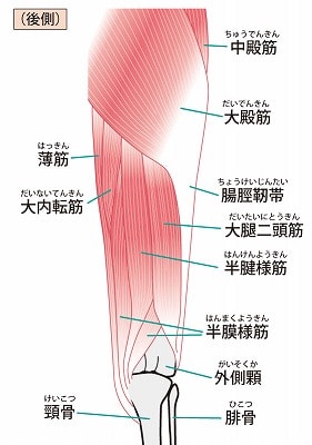 腸脛靭帯の図