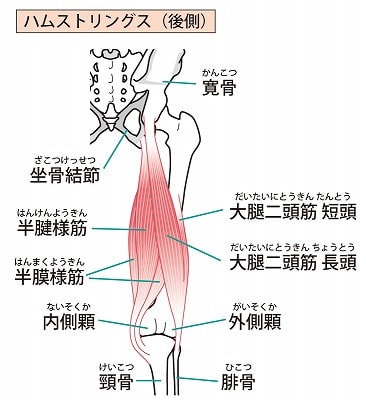 鵞足炎の筋肉図